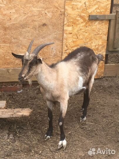 Продам козу