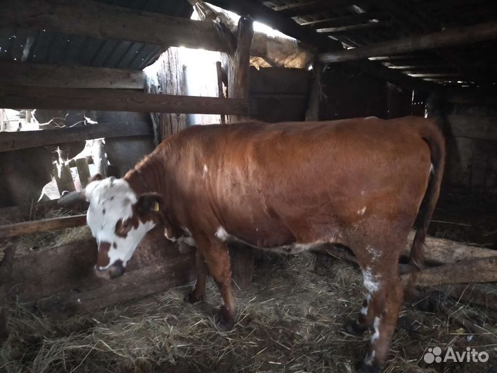 Телка стельная