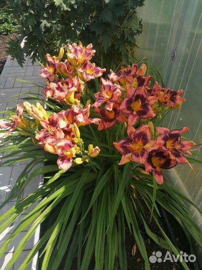 Лилейники сортовые