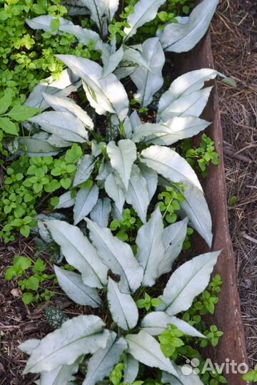 Многолетние цветы для сада