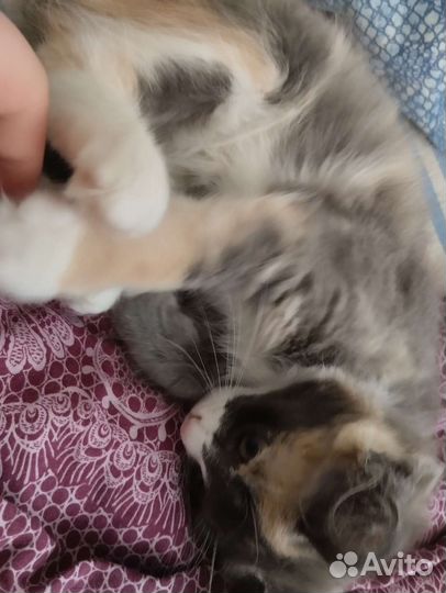 Отдам котенка в добрые руки