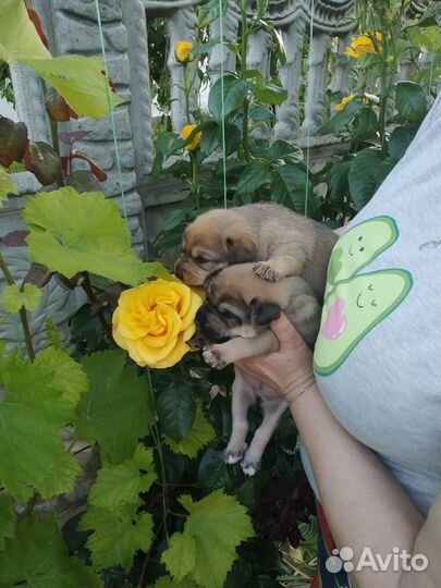 Хочу домой. Щеночек девочка ищет дом