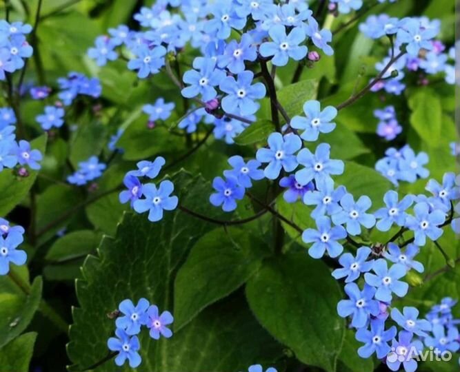 Бруннера сибирская