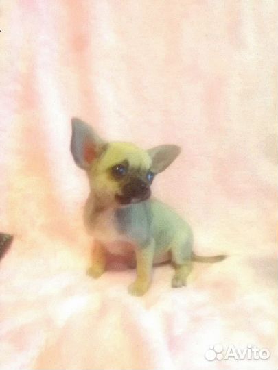 Малютка чишечка