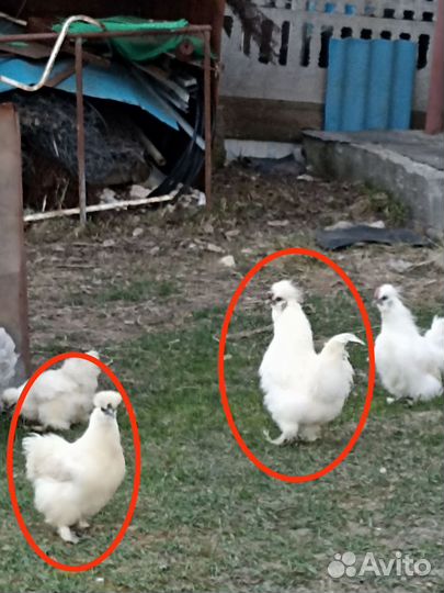 Китайские шелковые куры