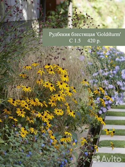 Многолетние растения. Цветы. Злаки. зкс