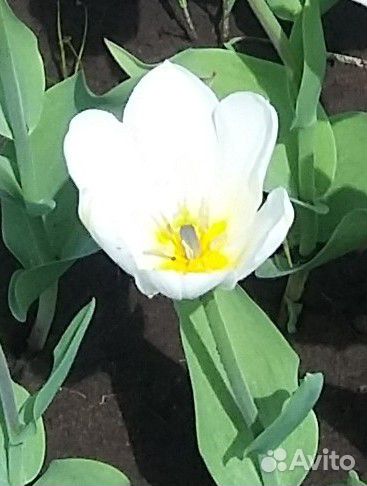 Луковицы тюльпанов