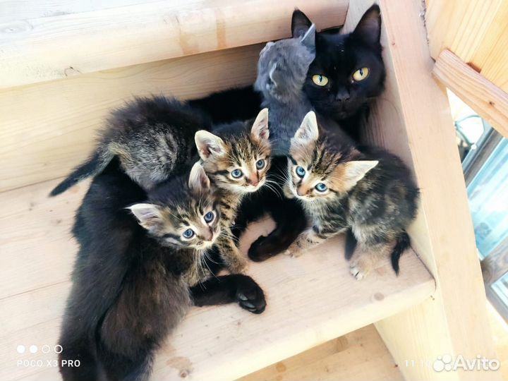 Котята в добрые руки