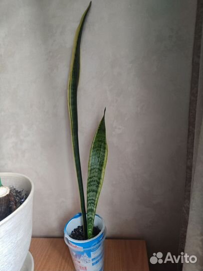Сансевиерия