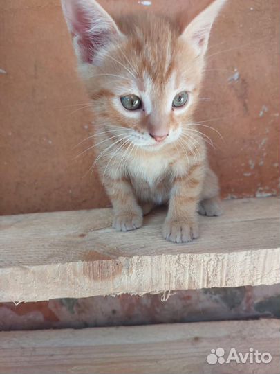 Котятки в дар бесплатно