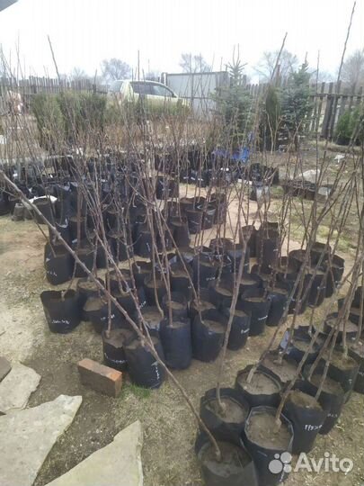 Саженцы яблони, груши, смородина, жимолость