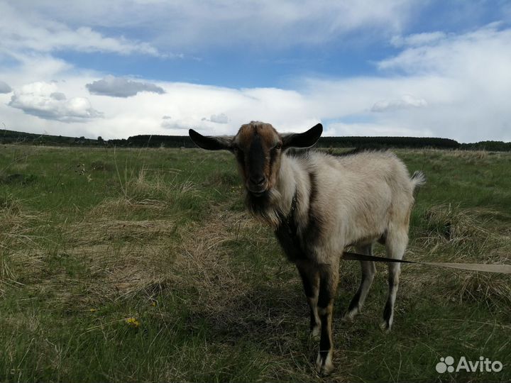 Козел Альпийский