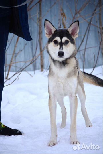 Метис хаски