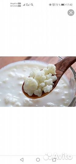 Тибетский молочный гриб