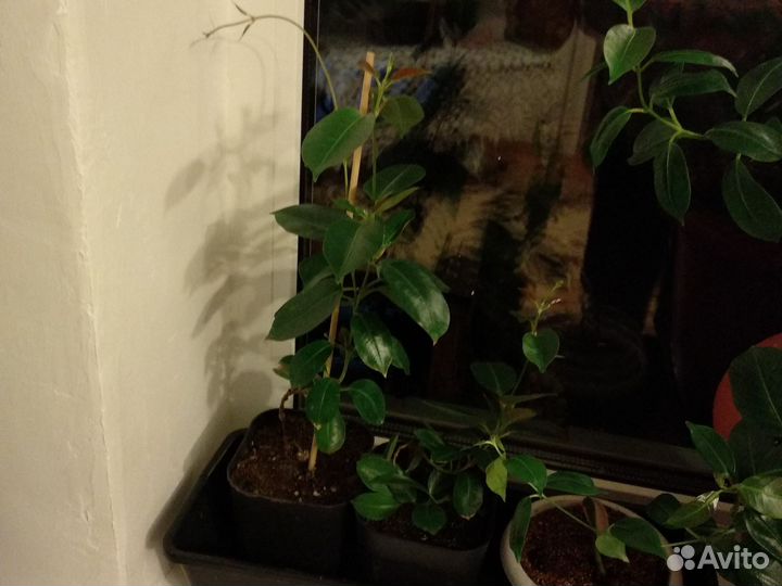 Дипладения (мандевилла)