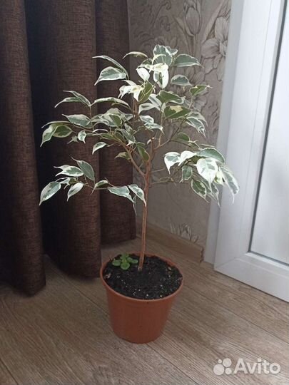 Фикус Бенджамина