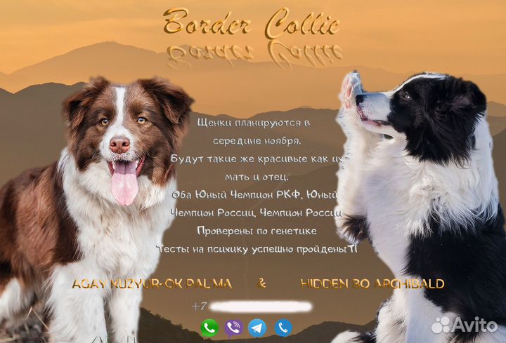 Щенки бордер колли