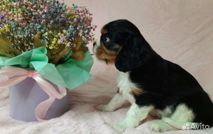 Кавалер кинг чарльз спаниель