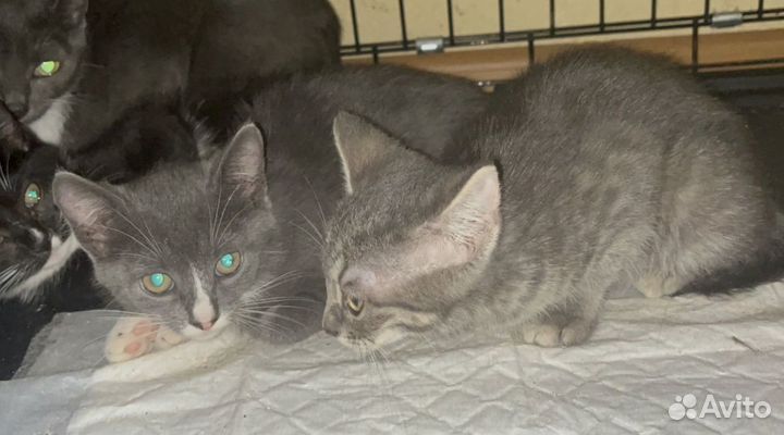 Котенок ласкуша мальчик 3 месяца в добрые руки