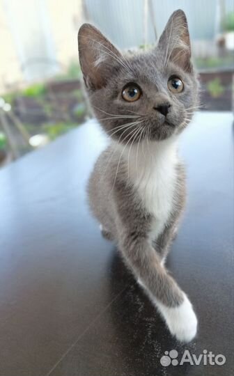 Котëнок в добрые руки