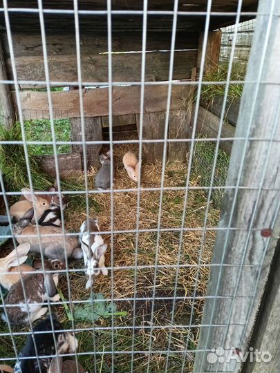 Кролики мясных пород