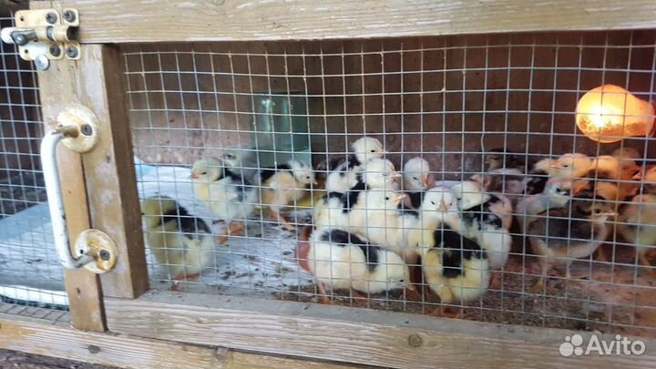 Инкубационные яйцо и цыплята