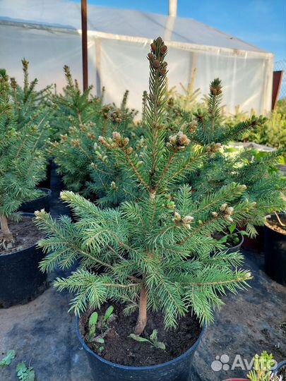 Ель колючая голубая форма Глаука