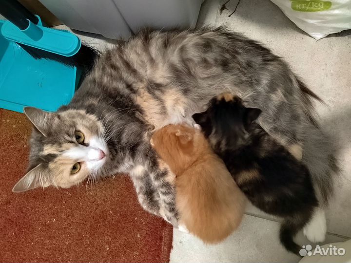 Котята в добрые руки