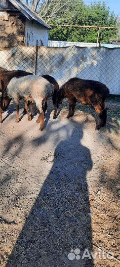 Овцы и бараны