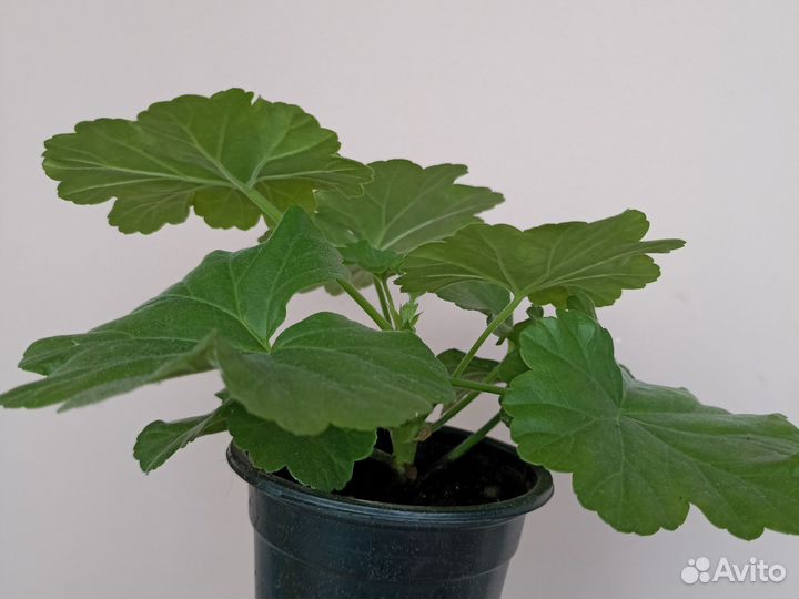 Герань Australian pink rosebud