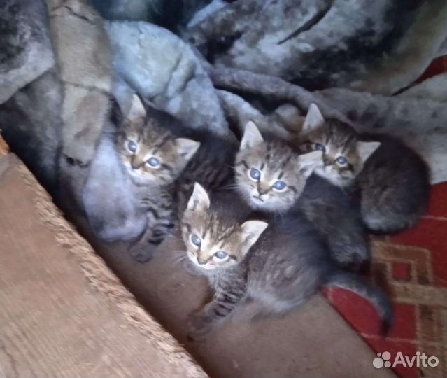 Британские котята бесплатно