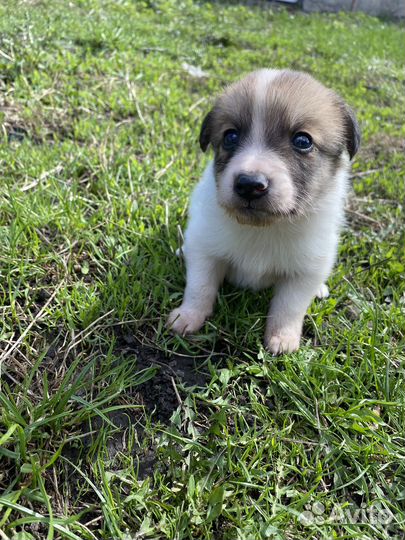 Щенок мальчик в добрые руки