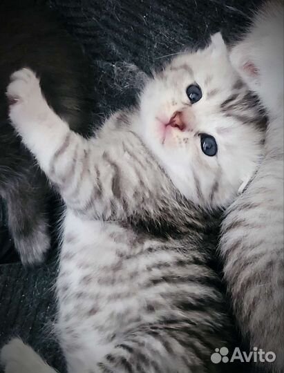 Шотландская