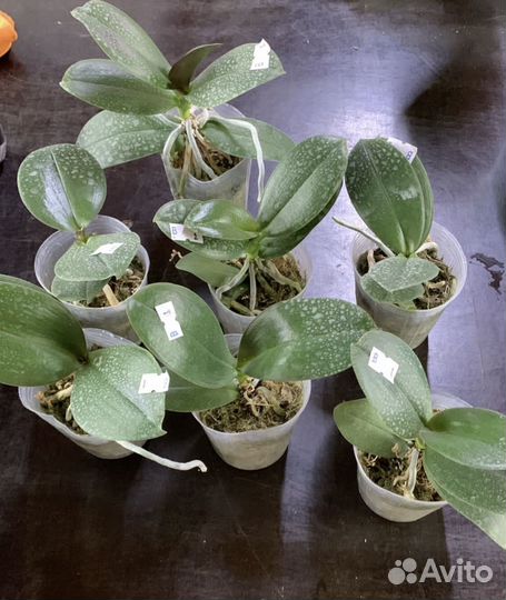 Орхидея Фаленопсис