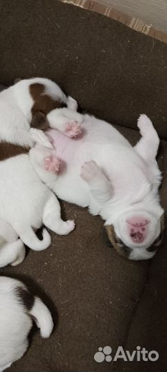 Джек рассол Терьер