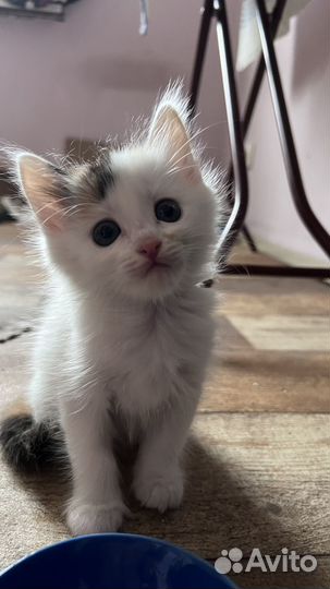 Милые котята, девочки