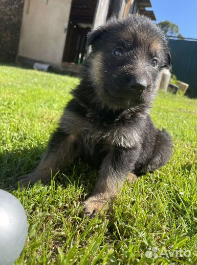 Щенки немецкой овчарки