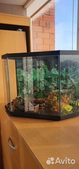 Аквариум
