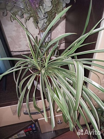 Хлорофитум