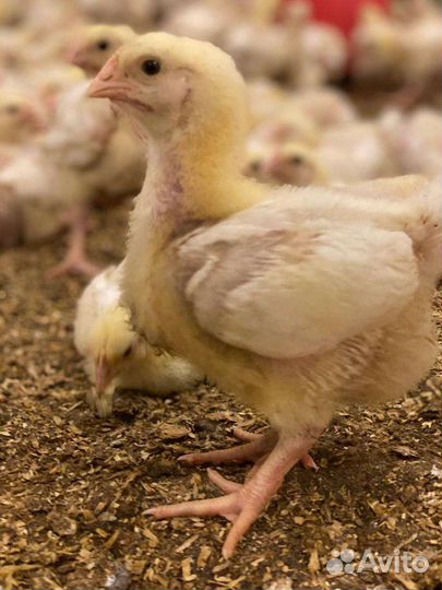 Бройлер Кобб 500