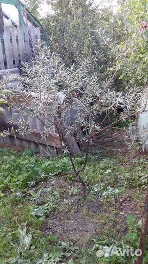 Облепиха саженцы