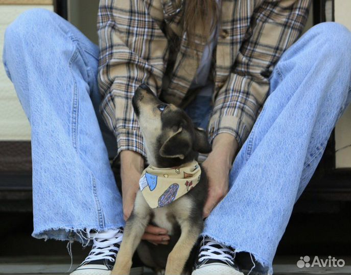 Щенок в добрые руки