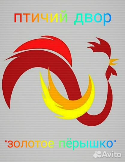 Куры несушки, молодки