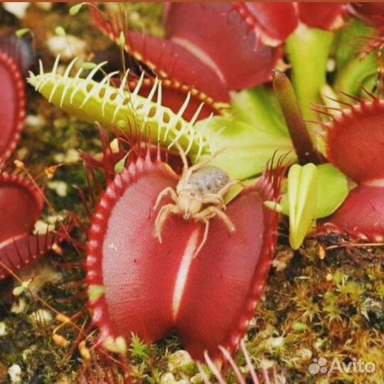 Семена Мухоловки Гигантская ловушка (Giant) 3 шт