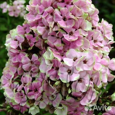 Флоксы сортовые многолетние