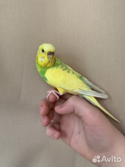 Волнистый попугай ручной с клеткой