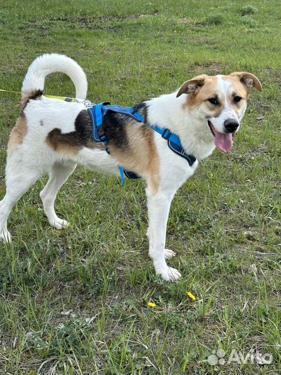 Позитивный пес мечтает о доме