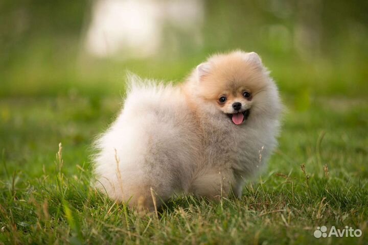 Щенки шпица