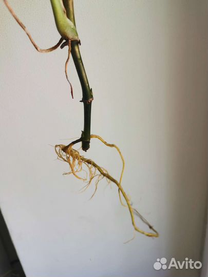 Сингониум сплэш, клубничный лед