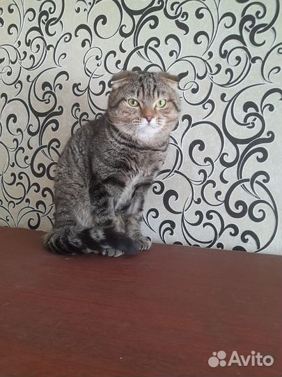 Шотландская вислоухая кошка в добрые руки